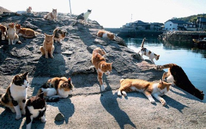 Đảo mèo Aoshima là điểm đến cực thú vị cho những con sen cuồng mèo nè